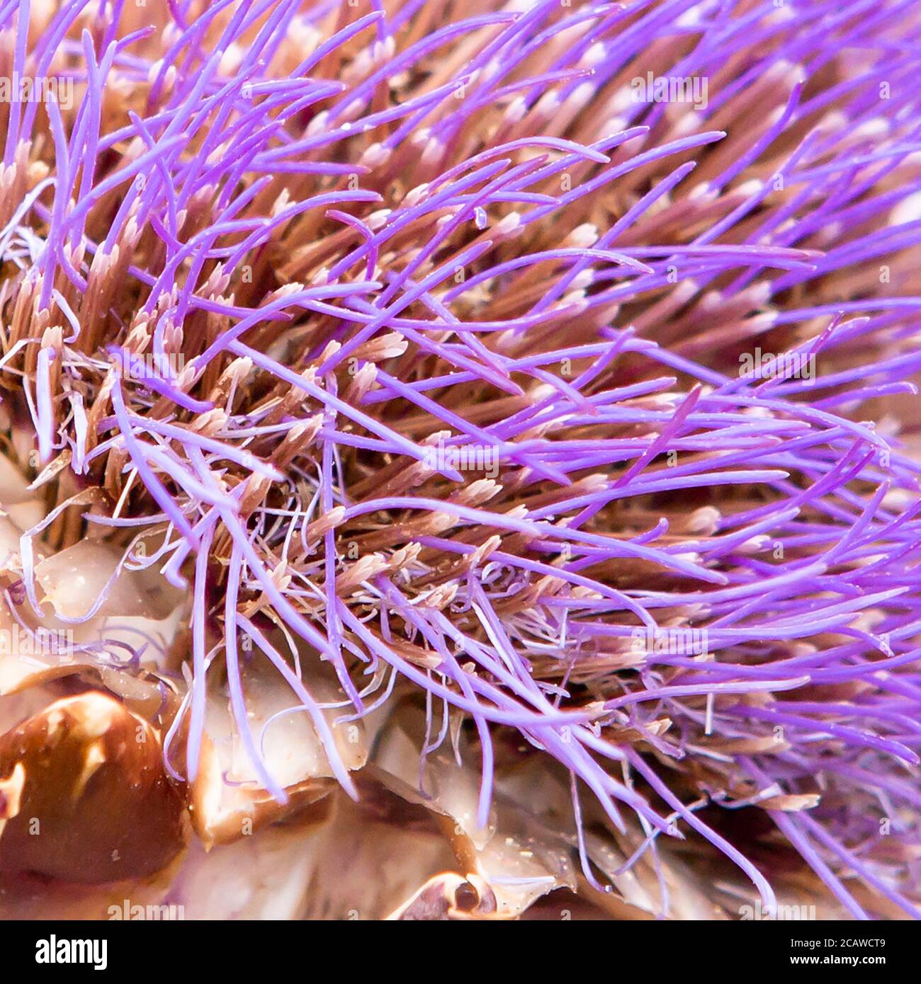 Close up detail of thistle flower head Stock Photo