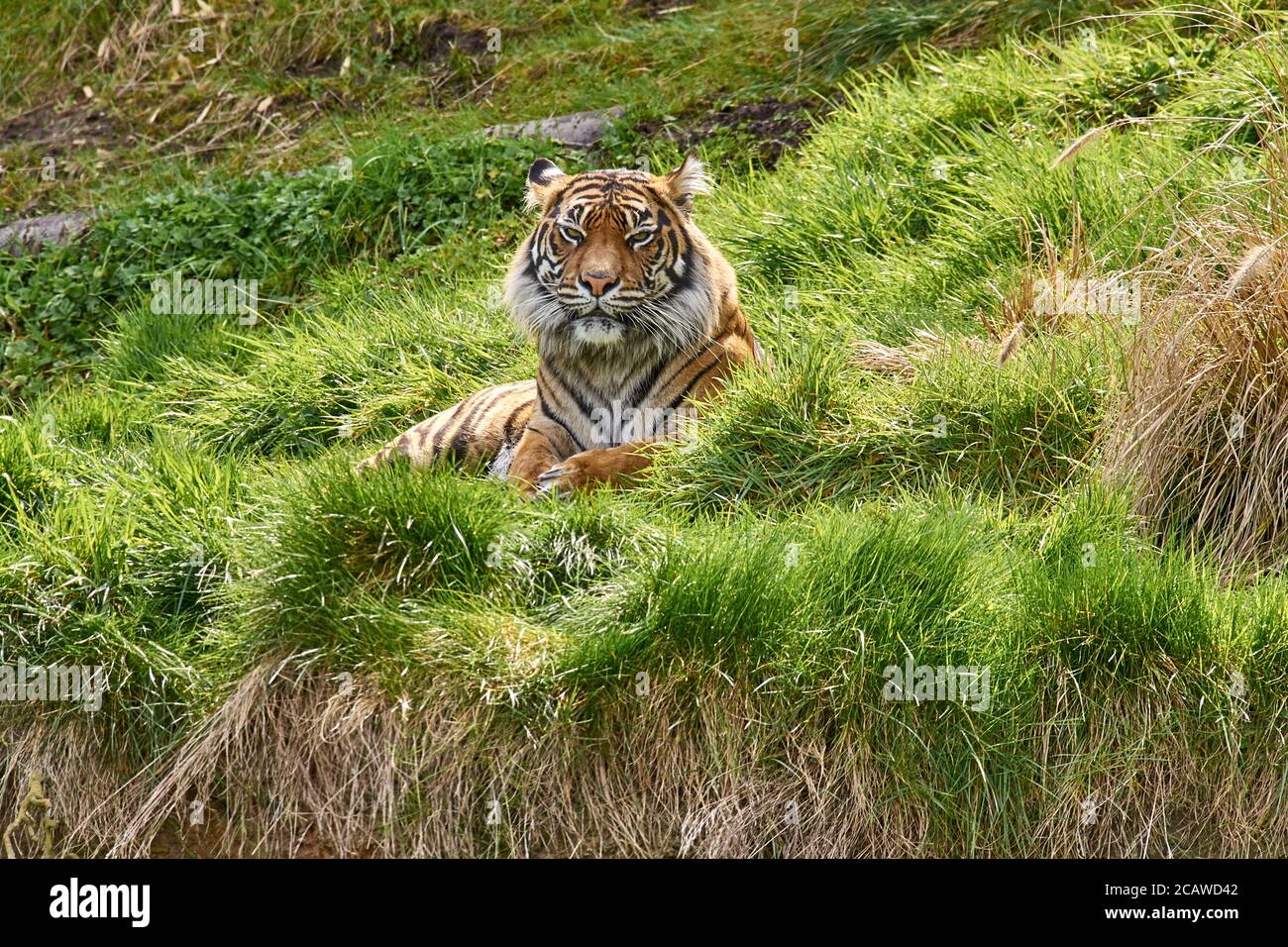 tiger in captivity Stock Photo