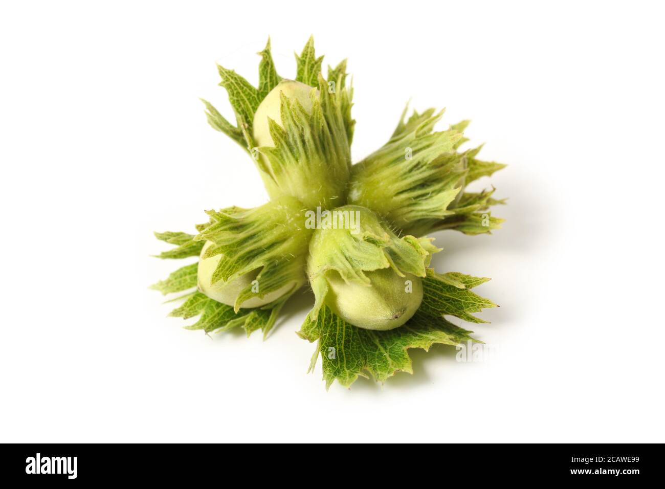 Bunch of hazelnuts close up isolated on white background Stock Photo