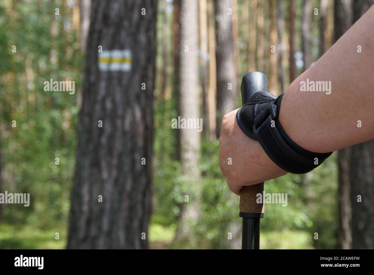 Trunk holding stick hi-res stock photography and images - Alamy