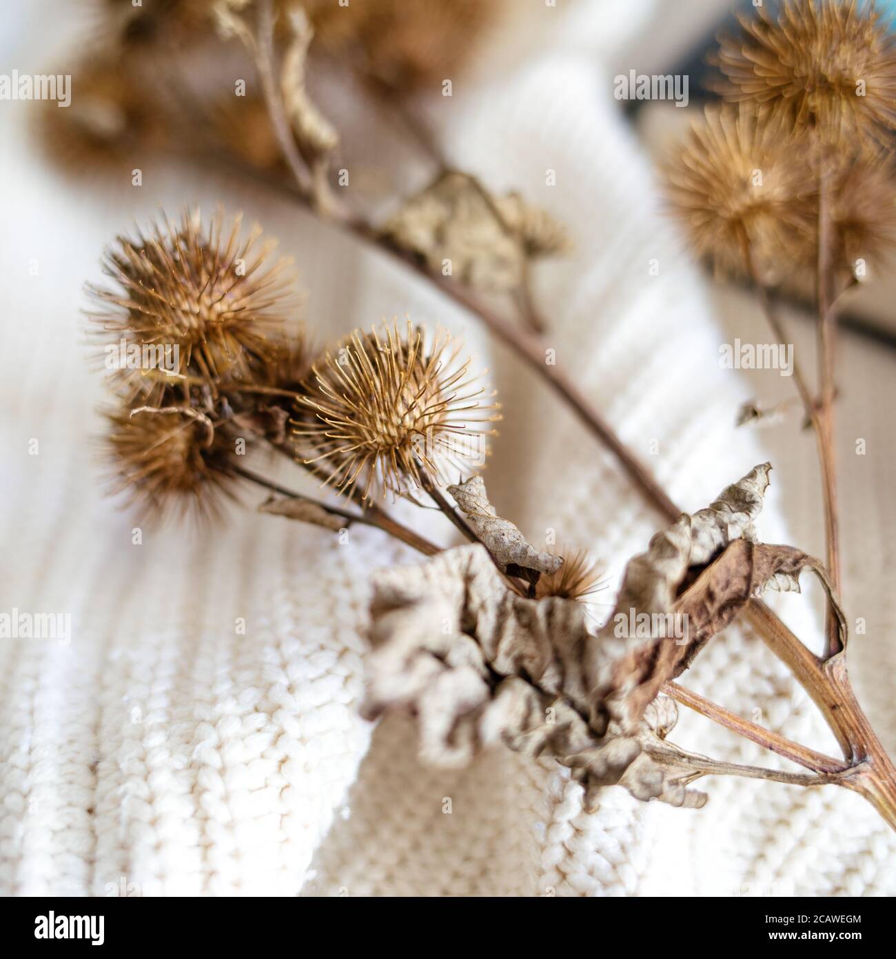 Soft focus of dried thistles on a white knitted fabric Stock Photo