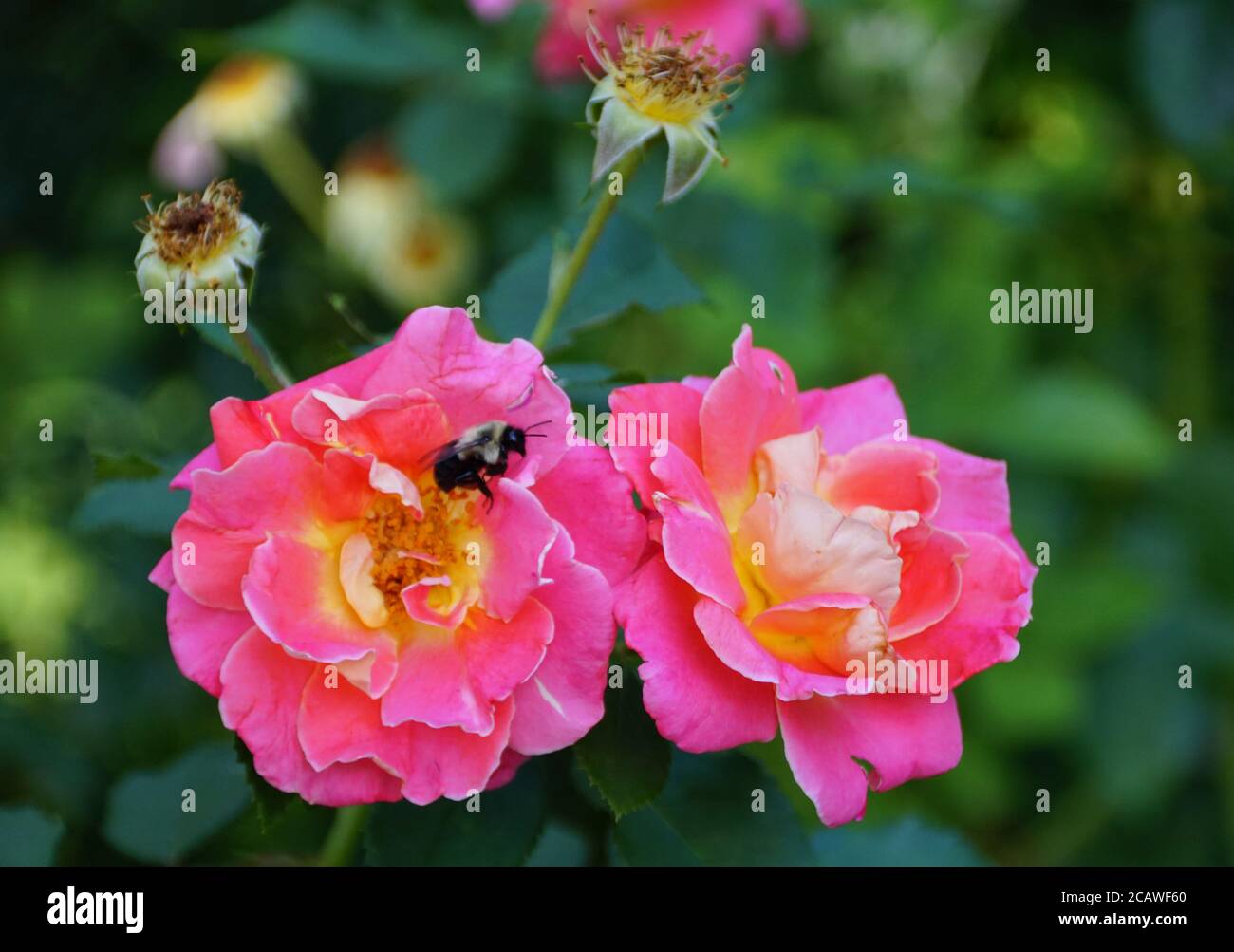 Pollinating Roses A bee pollinating the pink knockout roses blooming in the summer Stock ...