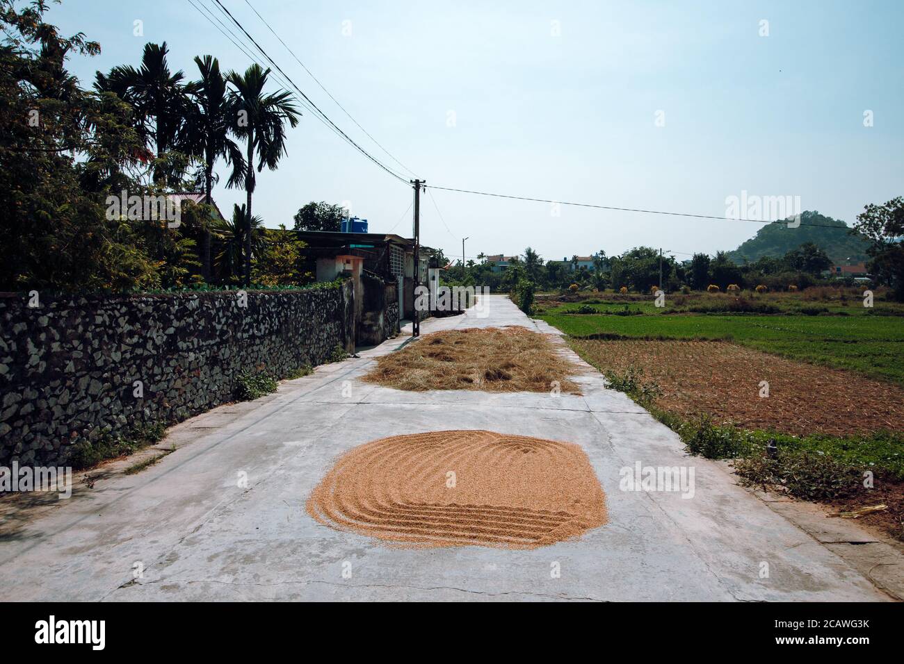 Pavement Drying Rice Drying on the road hi-res stock photography and images - Alamy