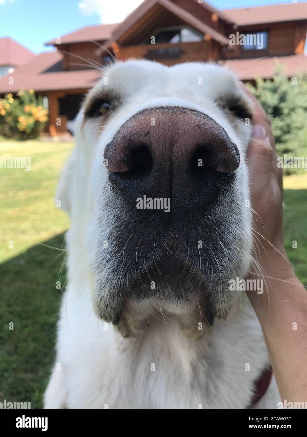 The portrait of cute central asian shepherd dog. Black Canine wet nose close up. Stock Photo