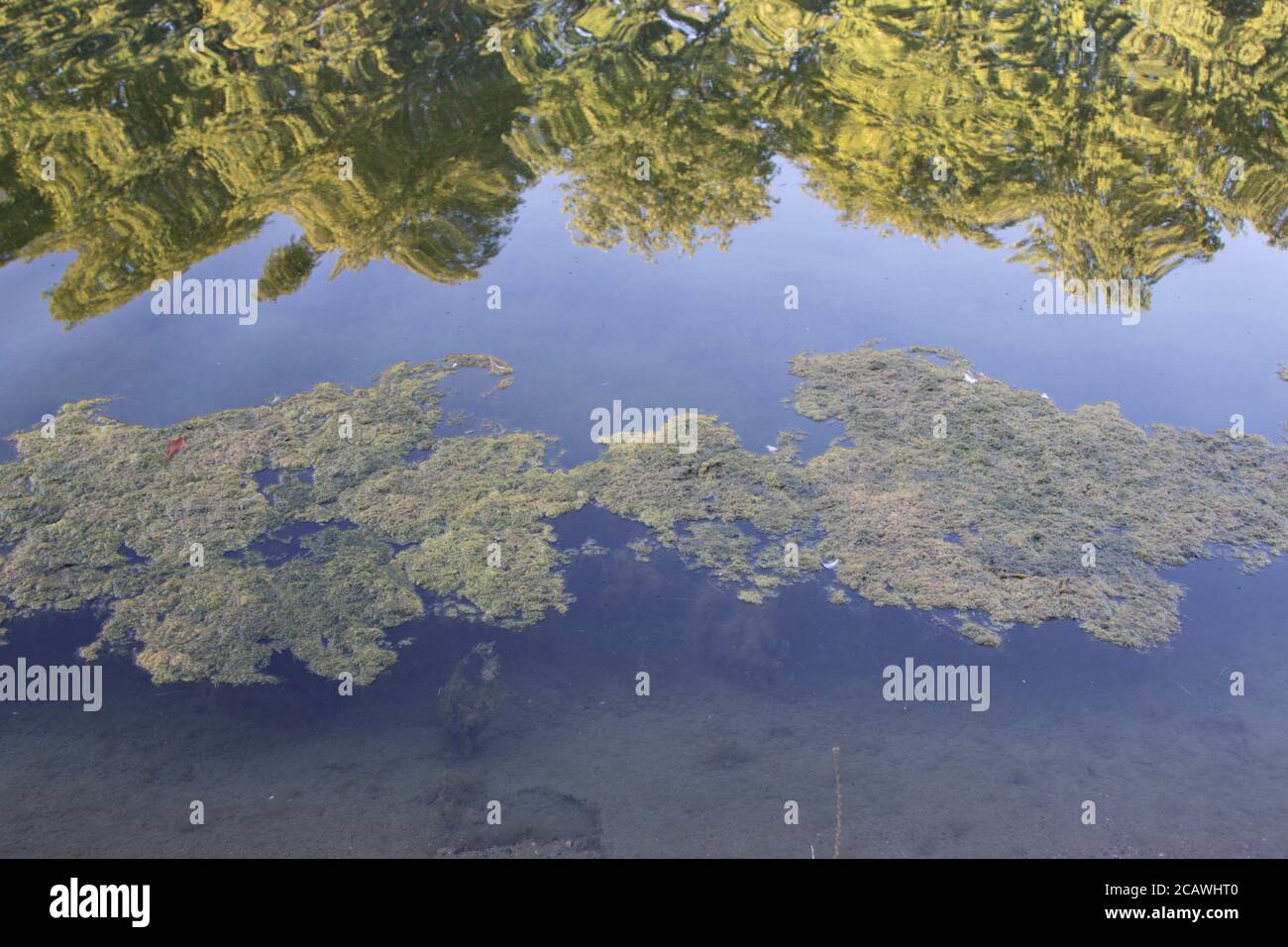 algae in a lake, reflection from trees, water Stock Photo