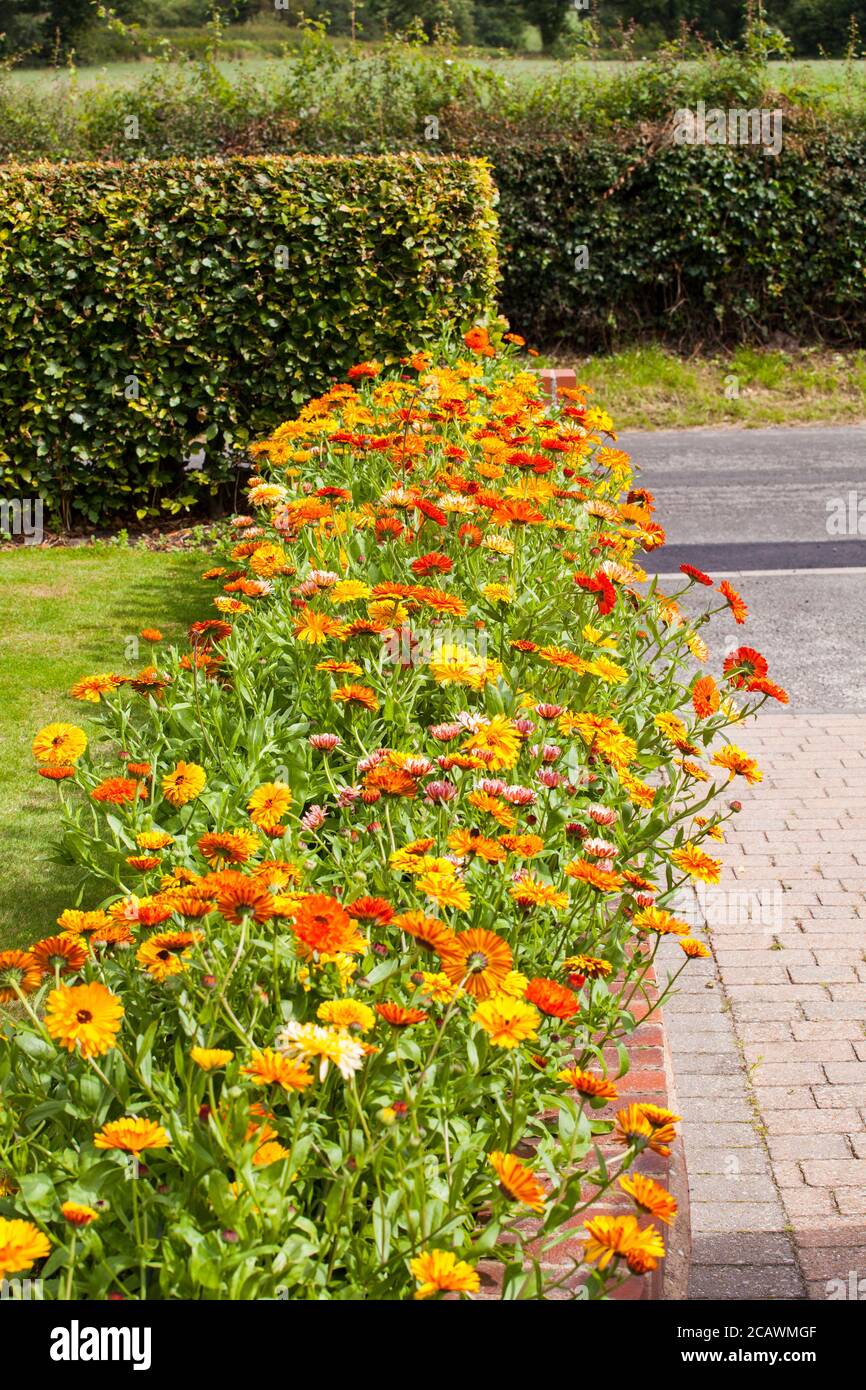 Summer border bedding plants hires stock photography and images Alamy