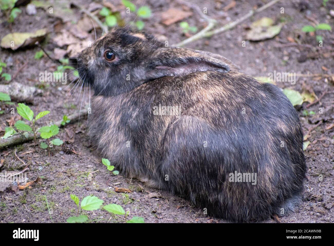 Camouflage Rabbit Camouflaged young animal hi-res stock photography and images - Alamy