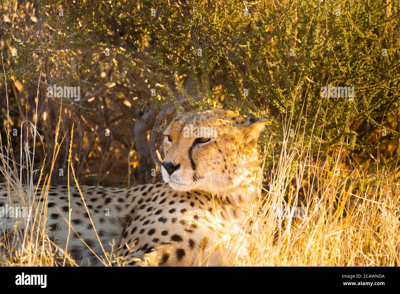 Namibias national animal hi-res stock photography and images - Alamy