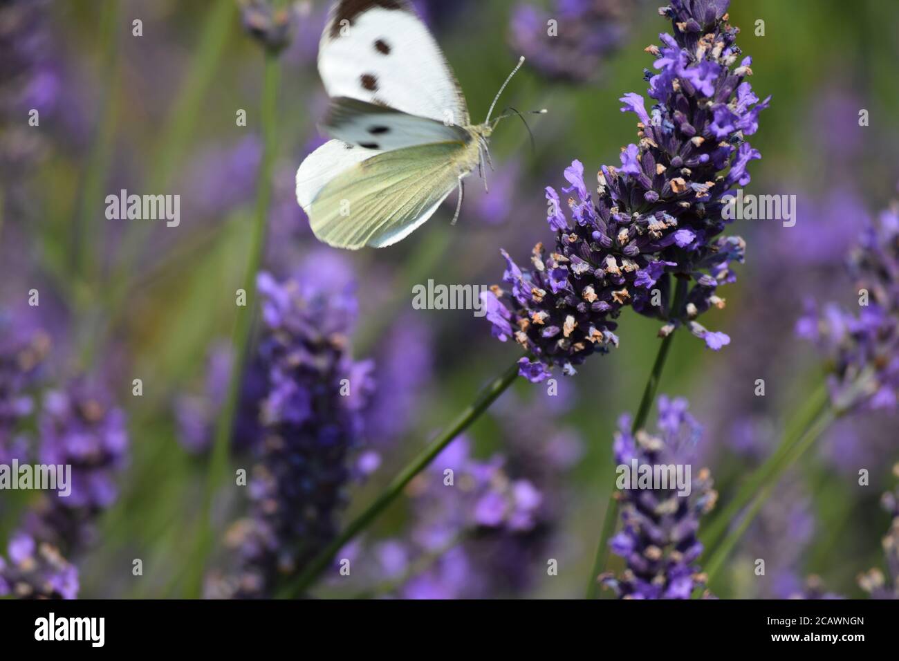 Cabbage White butterfly visits a lavender plant in an Irish garden Stock Photo