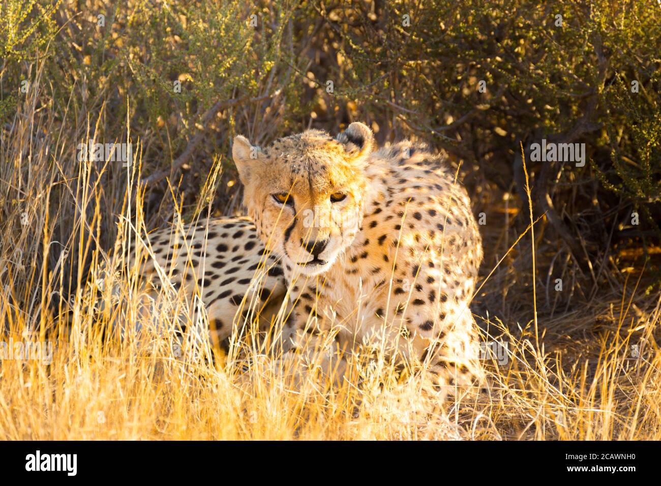 Namibias national animal hi-res stock photography and images - Alamy