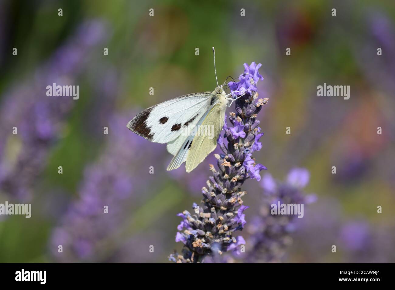 Cabbage White butterfly visits a lavender plant in an Irish garden Stock Photo