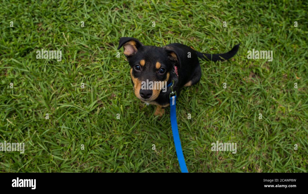 High angle shot of a Huntaway puppy on the grass with a blue leash Stock Photo