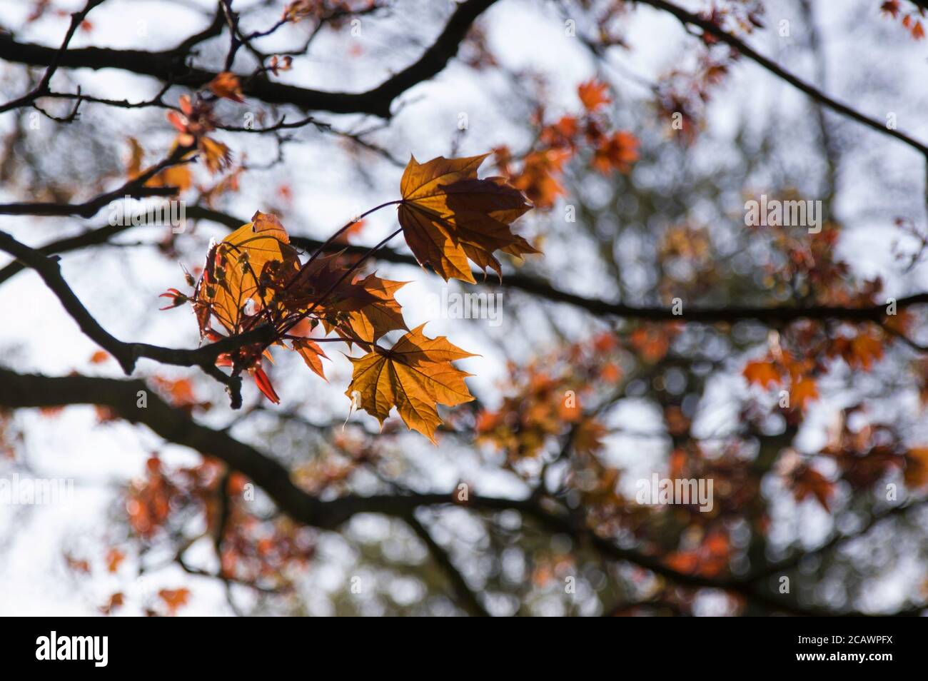 Details of autumn leaves on tree branches in an afternoon in a park ...