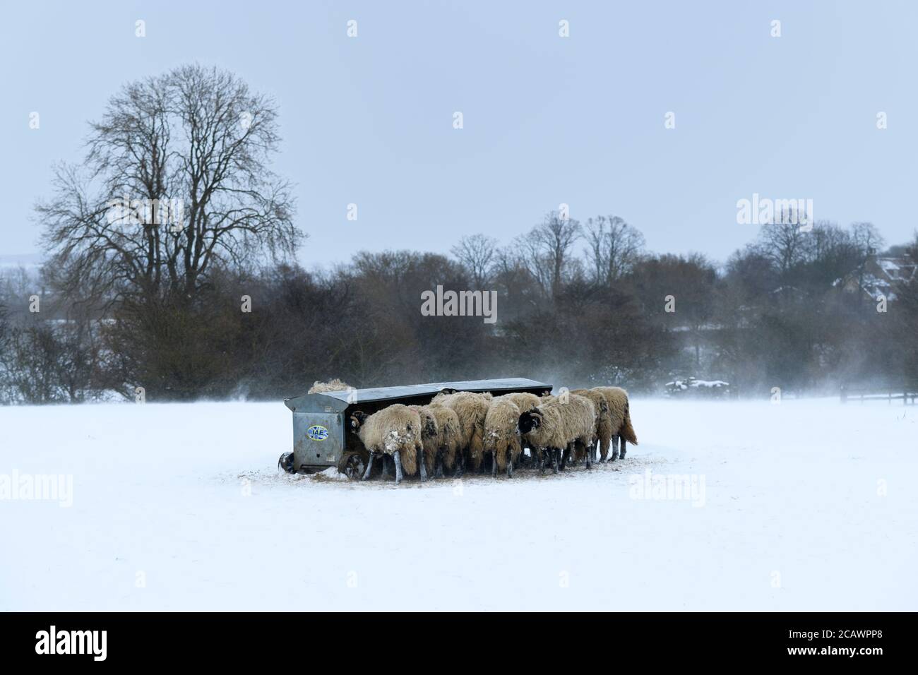 Cold snowy winter day & hungry sheep standing in snow (exposed windswept field) gathered round hayrack eating hay - Ilkley Moor, Yorkshire England UK. Stock Photo