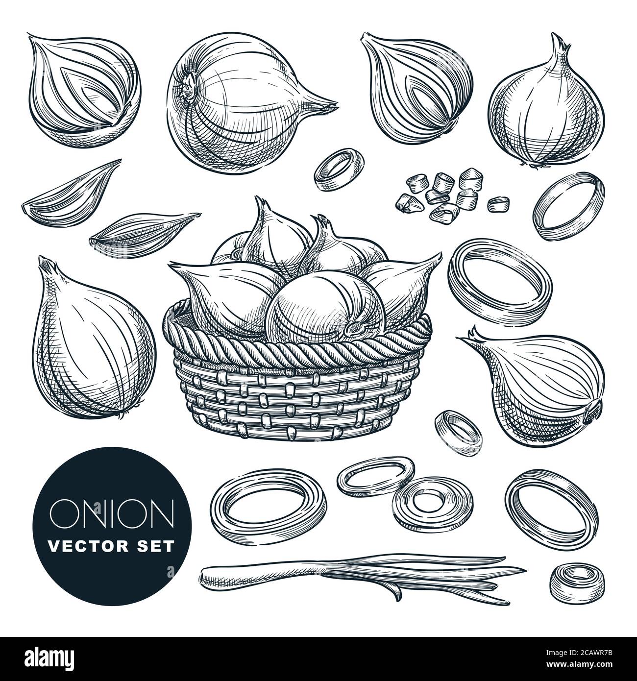 Onion head and green feathers, isolated on white background. Sketch vector illustration. Fresh spice ingredients and salad vegetables. Hand drawn agri Stock Vector