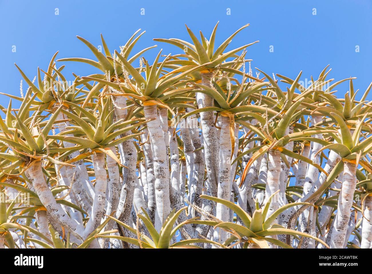 The quiver tree, or aloe dichotoma, or Kokerboom, one of the most interesting and characteristic plants of the very hot and dry parts of Namibia Stock Photo