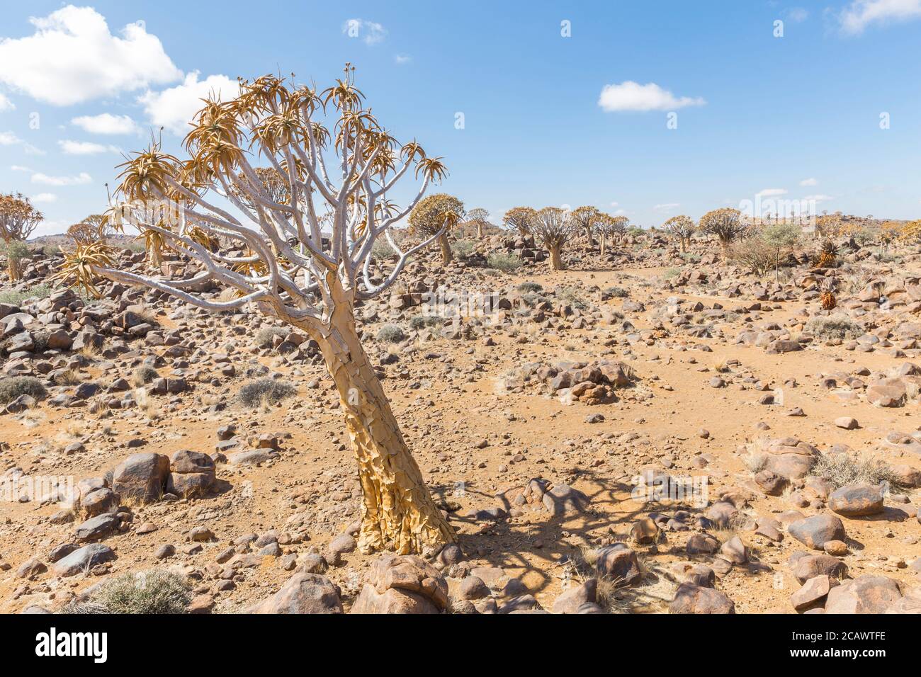The quiver tree, or aloe dichotoma, or Kokerboom, one of the most interesting and characteristic plants of the very hot and dry parts of Namibia Stock Photo