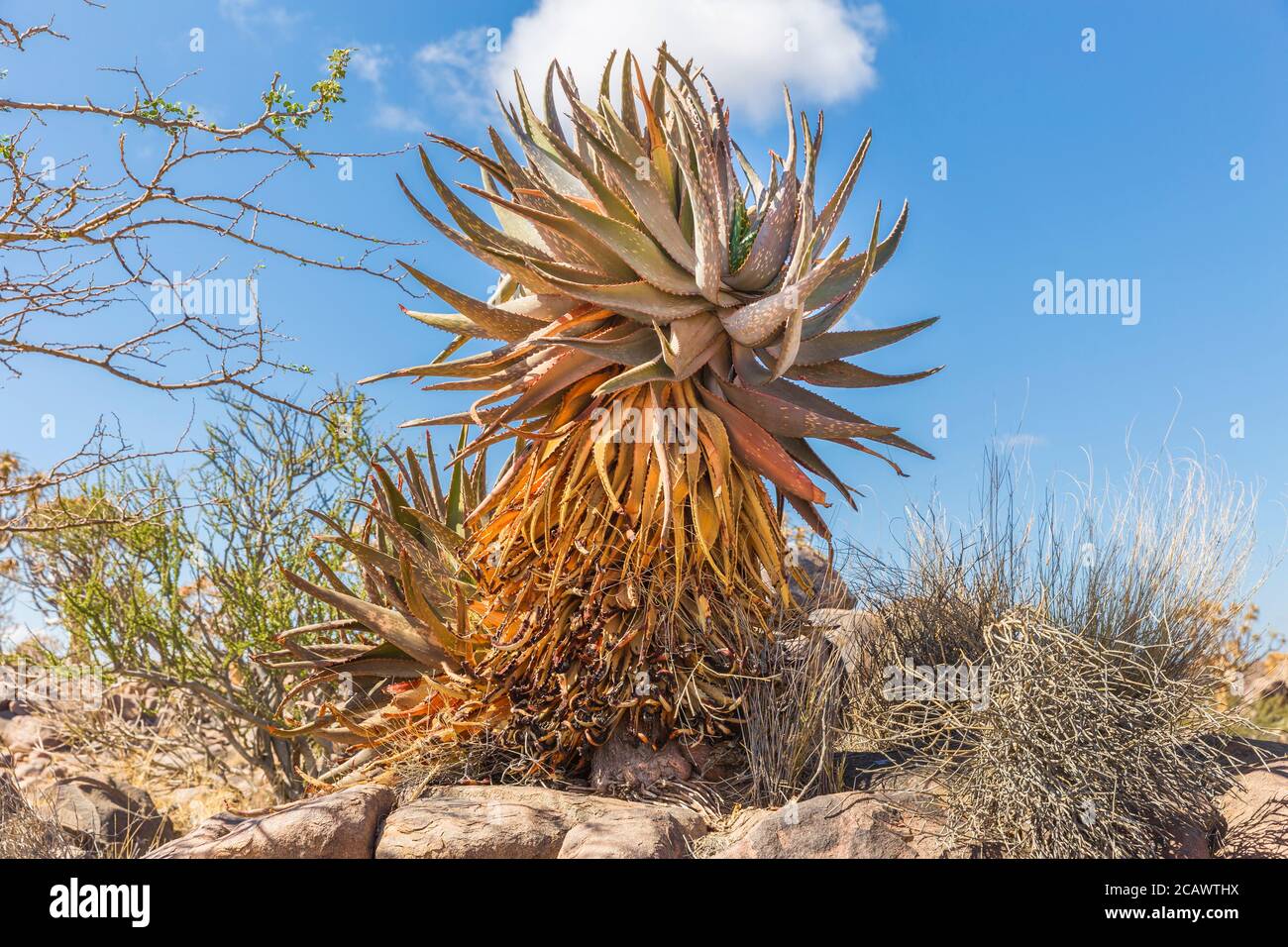 Aloe khamiesensis, one of the most interesting and characteristic plants of  the very hot and dry parts of Namibia Stock Photo - Alamy