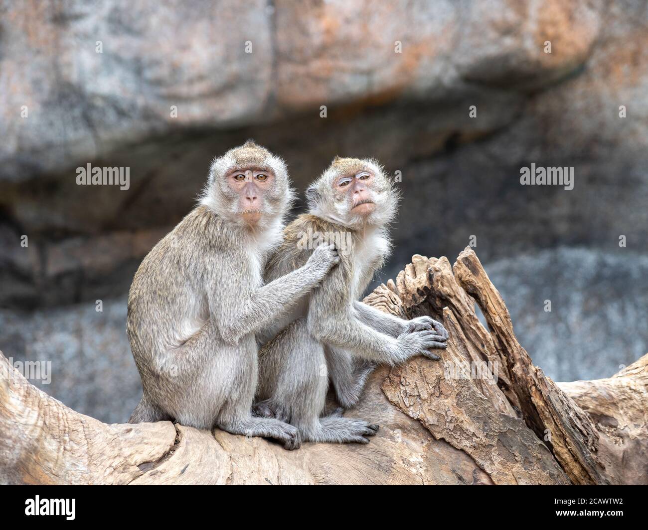 Formosan Rock Macaques, are the endemic species of Taiwan, in Hsinchu Zoo. Stock Photo