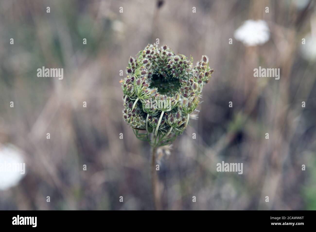 Anthriscus sylvestris, known as cow parsley, wild chervil, wild beaked