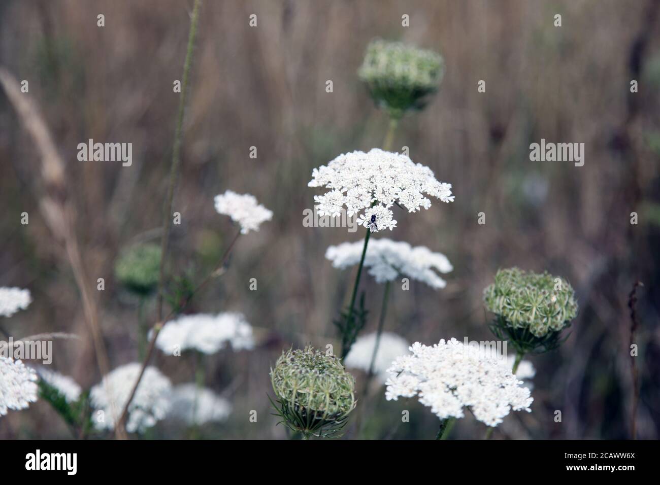 Anthriscus sylvestris, known as cow parsley, wild chervil, wild beaked
