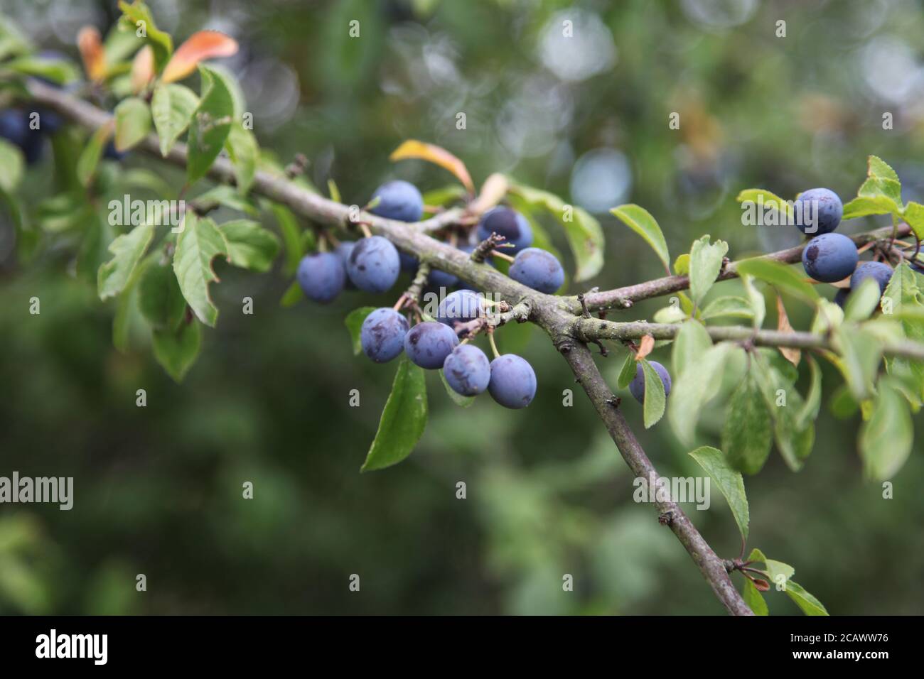 Sloe Berries (Prunus spinosa) Blackthorn growing on branch in August at