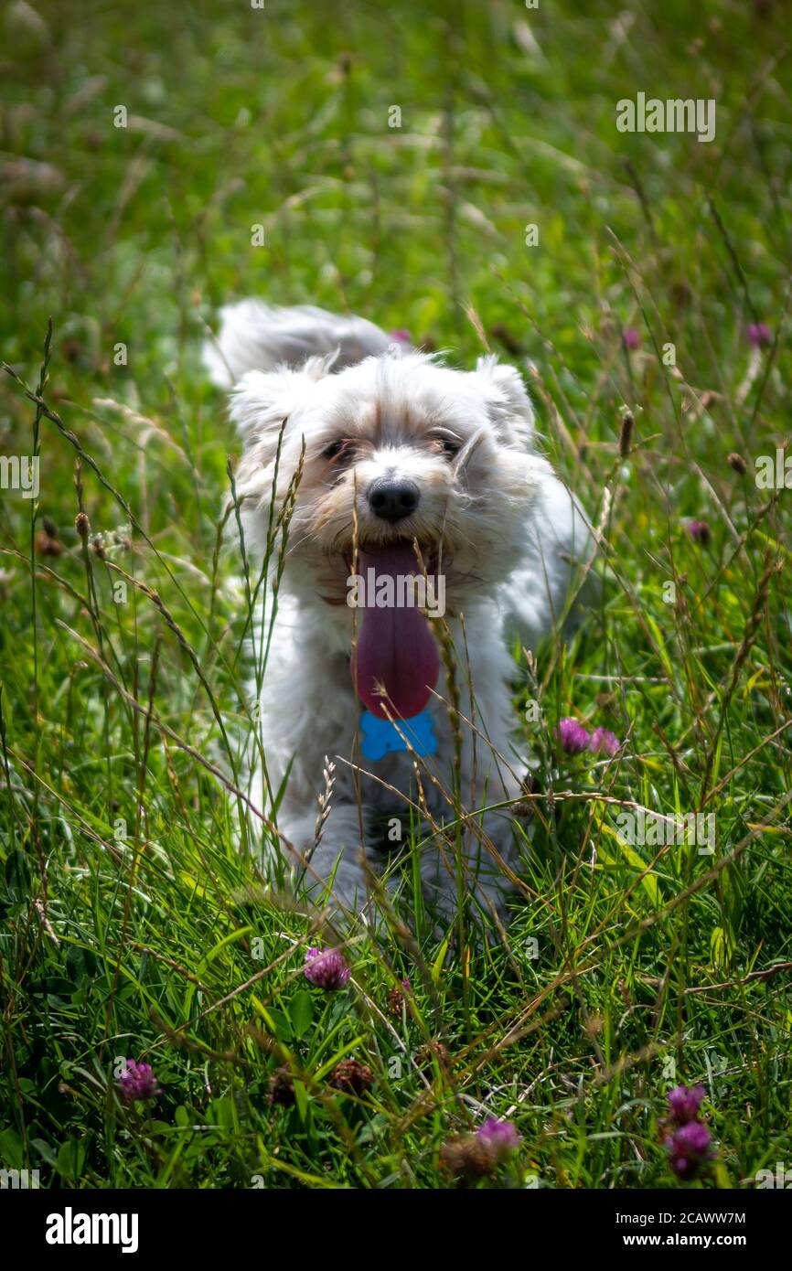 Chinese Crested Dog in the Grass Stock Photo
