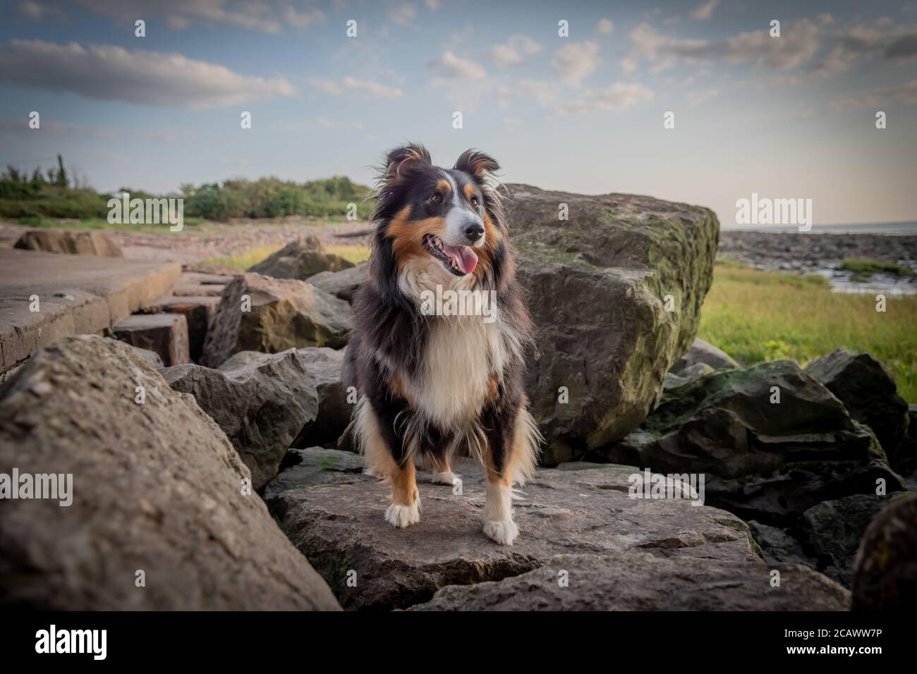 Sheltie on the rocks Stock Photo