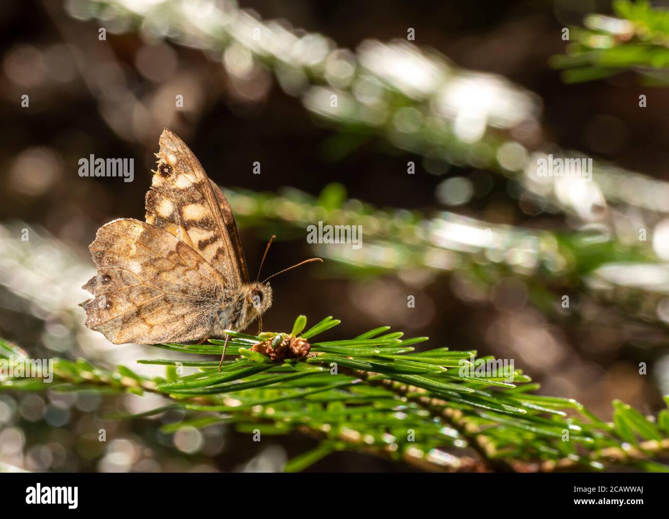 Small brown butterfly sits on a pine branch against a blurred brown background with copy space Stock Photo