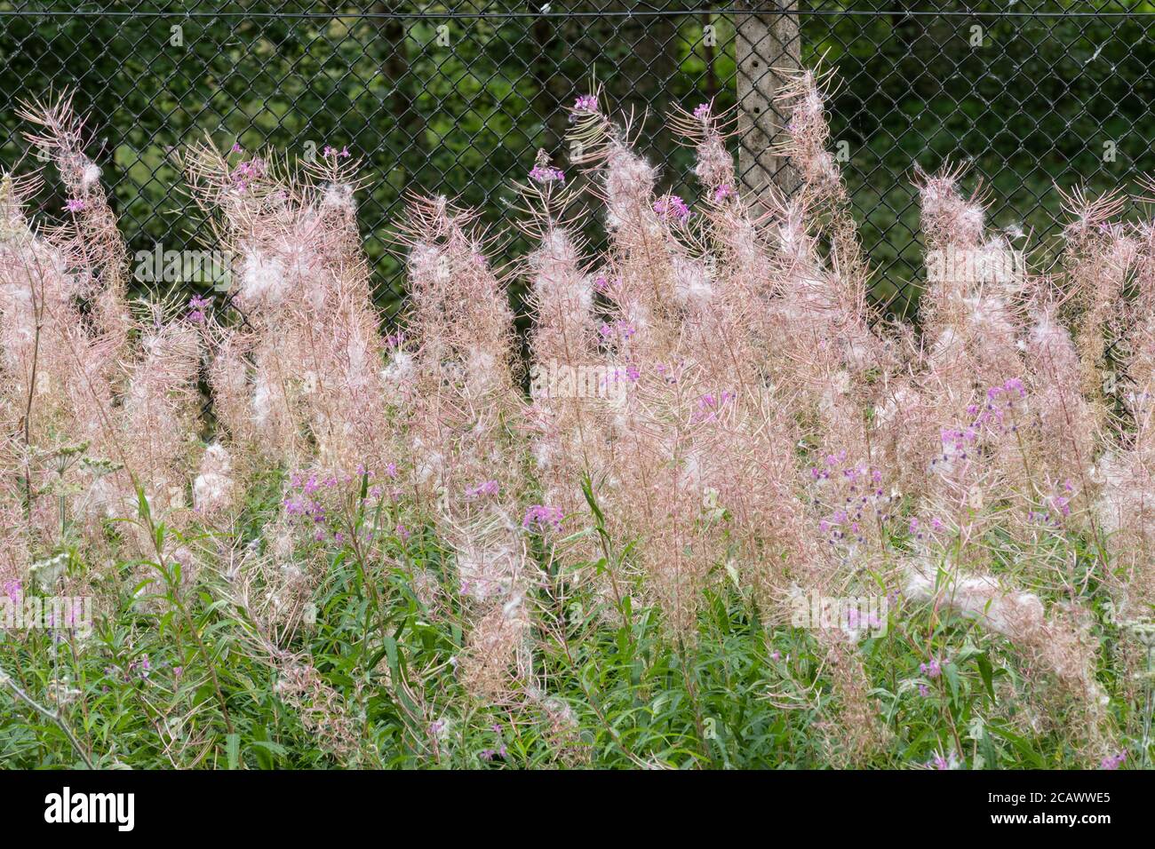 Rosebay willowherb (Chamerion angustifolium) in late summer with fluffy seeds, wind-borne seed dispersal, UK Stock Photo