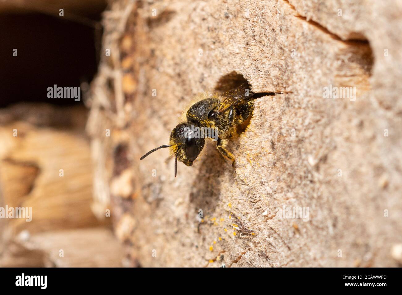 Orange-vented mason bee (Osmia leaiana) female provisioning her nest in a bee hotel with pollen, UK, August Stock Photo