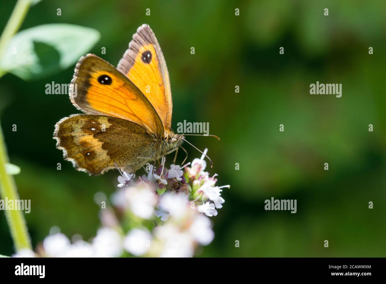 Female UK gatekeeper butterfly, Pyronia tithonus, feeding on marjoram flowers in a UK garden Stock Photo