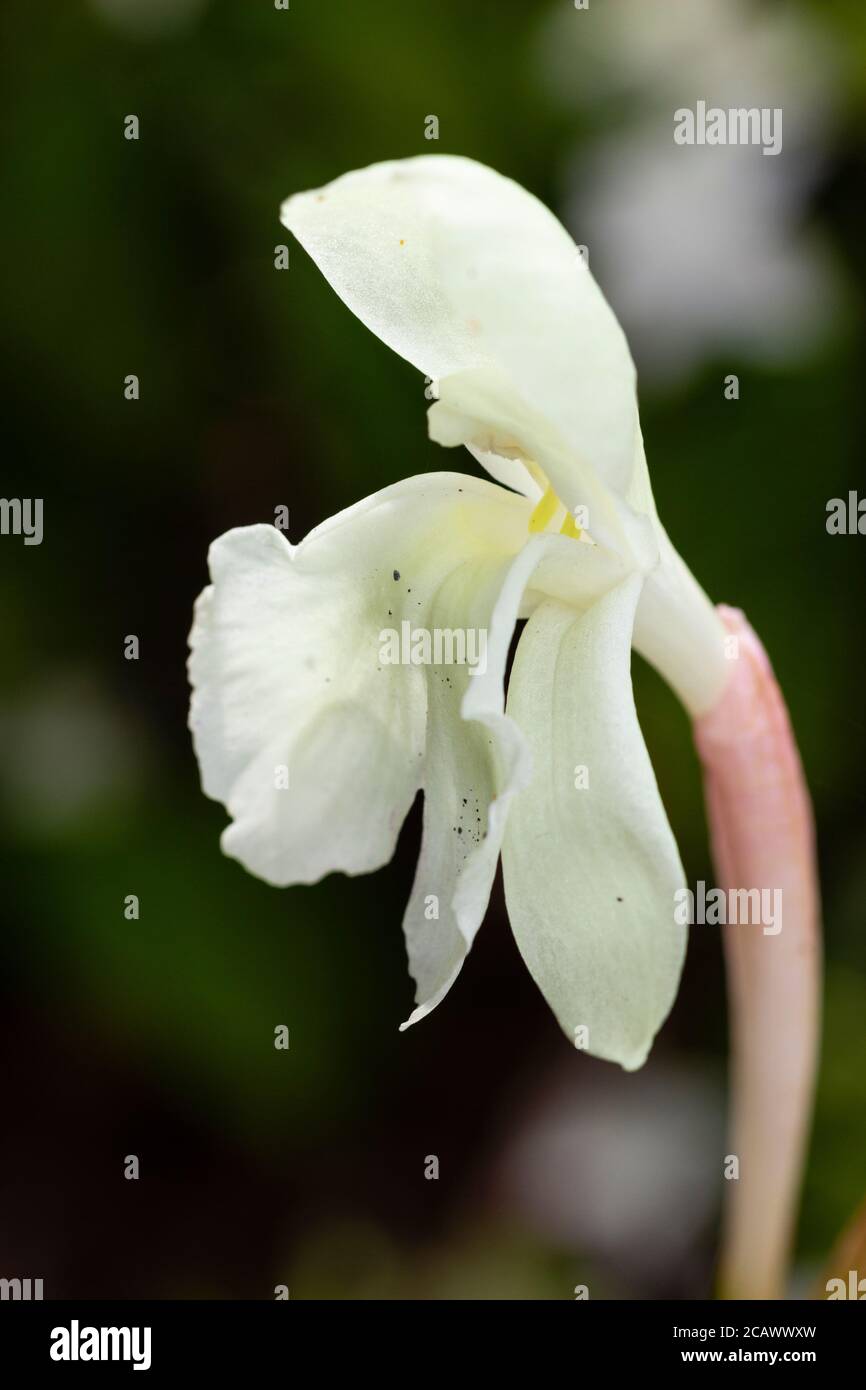 Cream summer flower of the perennial hardy ginger, Roscoea humeana f. luta Stock Photo