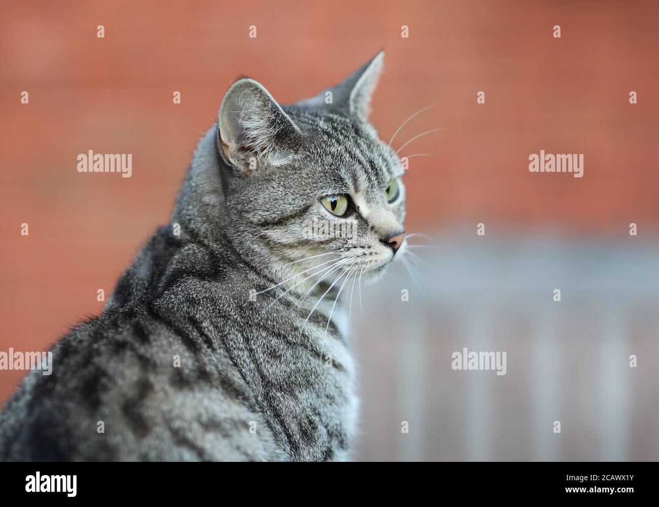 Silver tabby cat portrait Stock Photo - Alamy