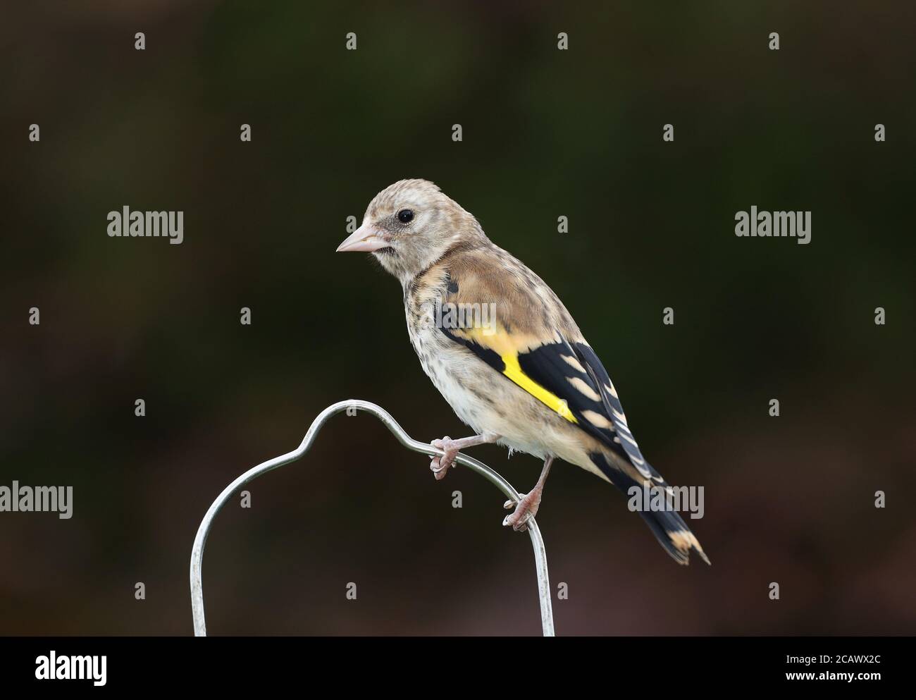 Juvenile Goldfinch, Carduelis carduelis, at a garden feeder, Mid Wales, uk Stock Photo