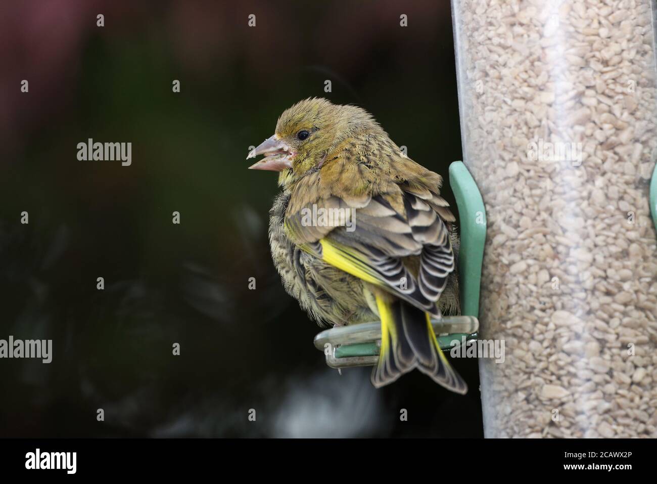 Greenfinch, Carduelis chloride, at a garden feeder, Mid Wales, uk Stock Photo