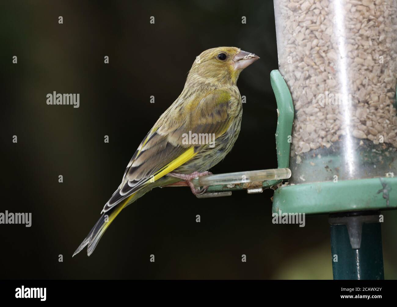 Greenfinch, Carduelis chloride, at a garden feeder, Mid Wales, uk Stock Photo