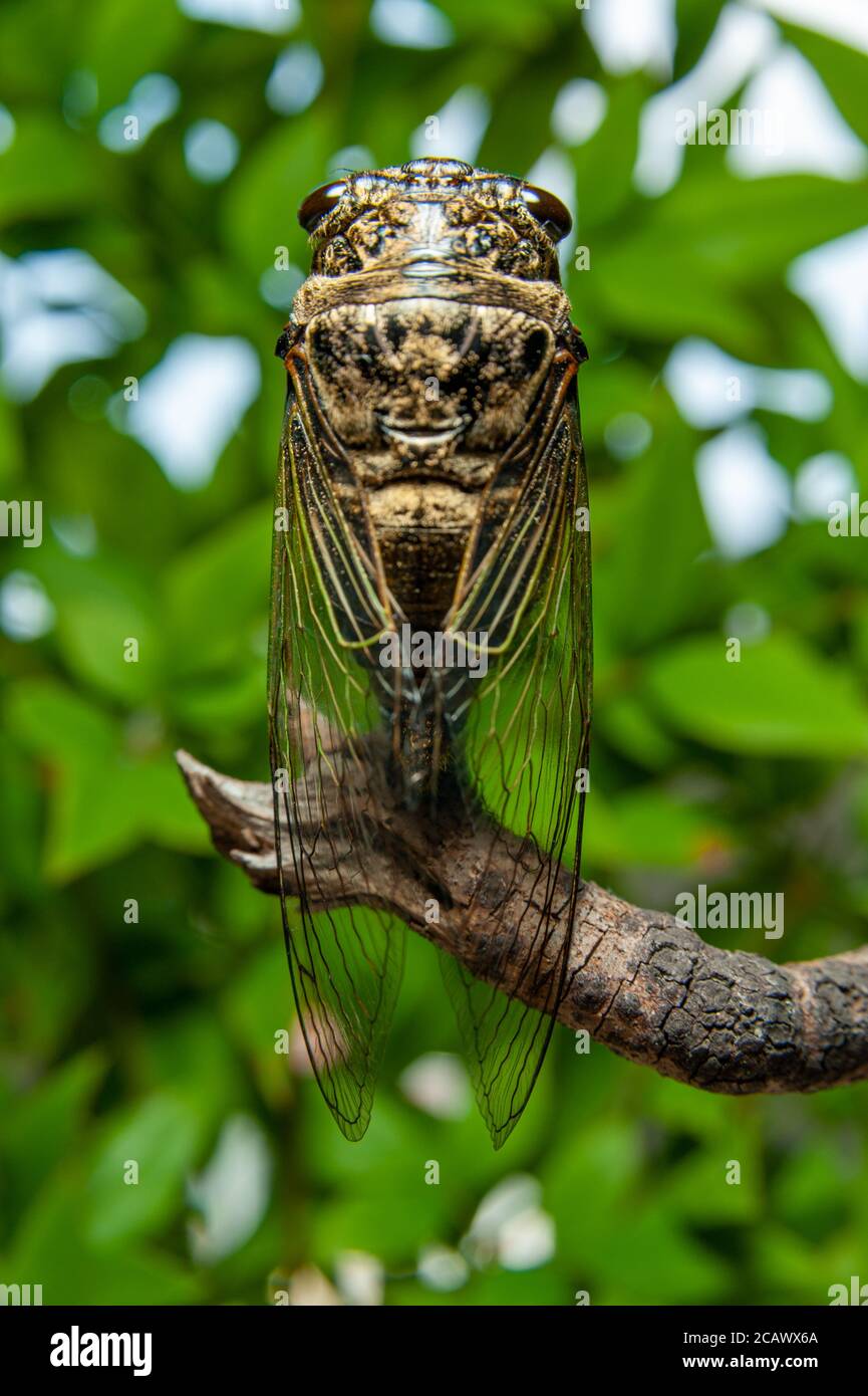 Japanese cicada - Graptopsaltria nigrofuscata, the large brown, called aburazemi in Japanese. On dry branch. Isolated on blurry bokeh background. Stock Photo