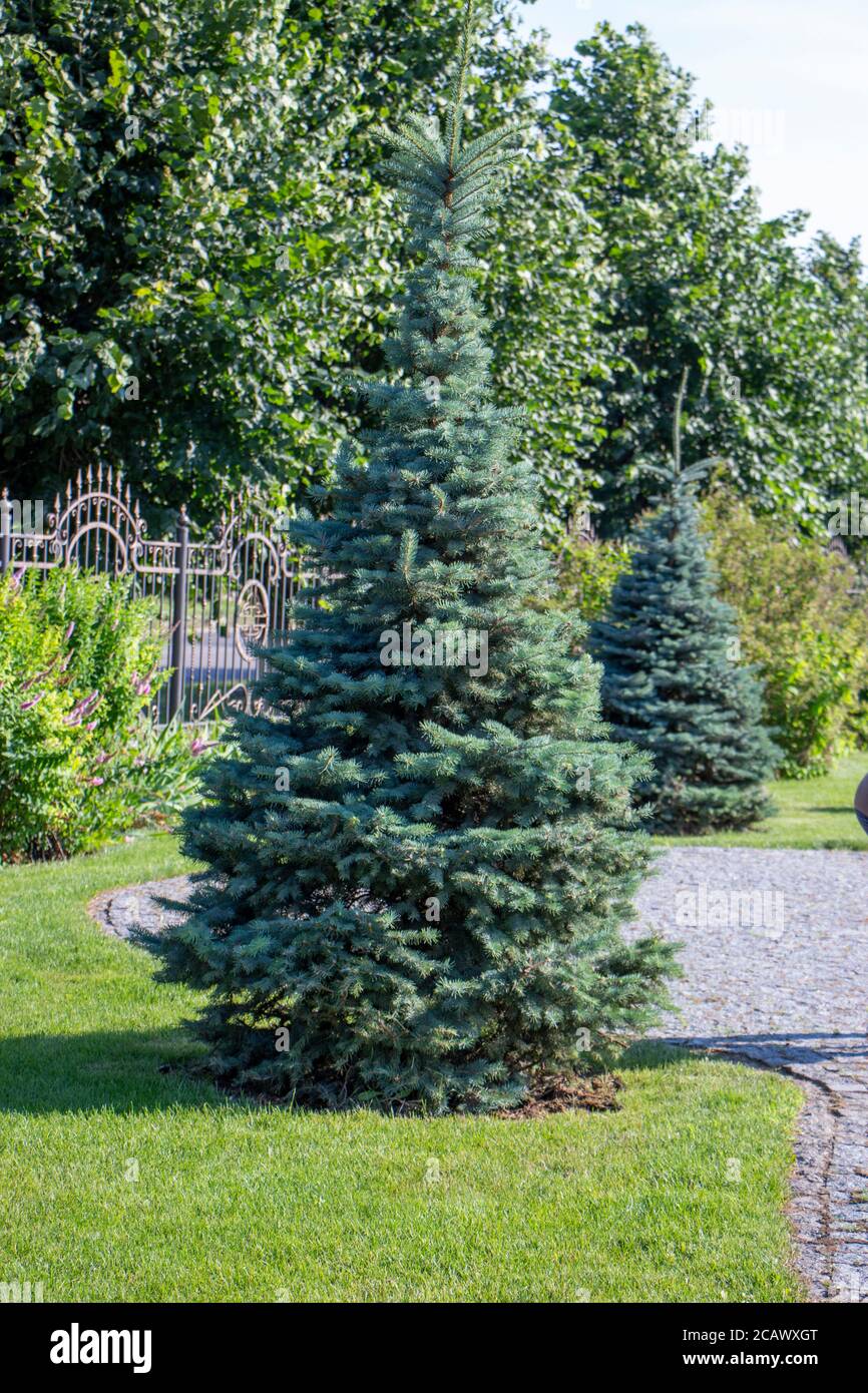 Beautiful Young Christmas Tree Growing On The Lawn In The Yard Landscaping Near The House Stock Photo Alamy