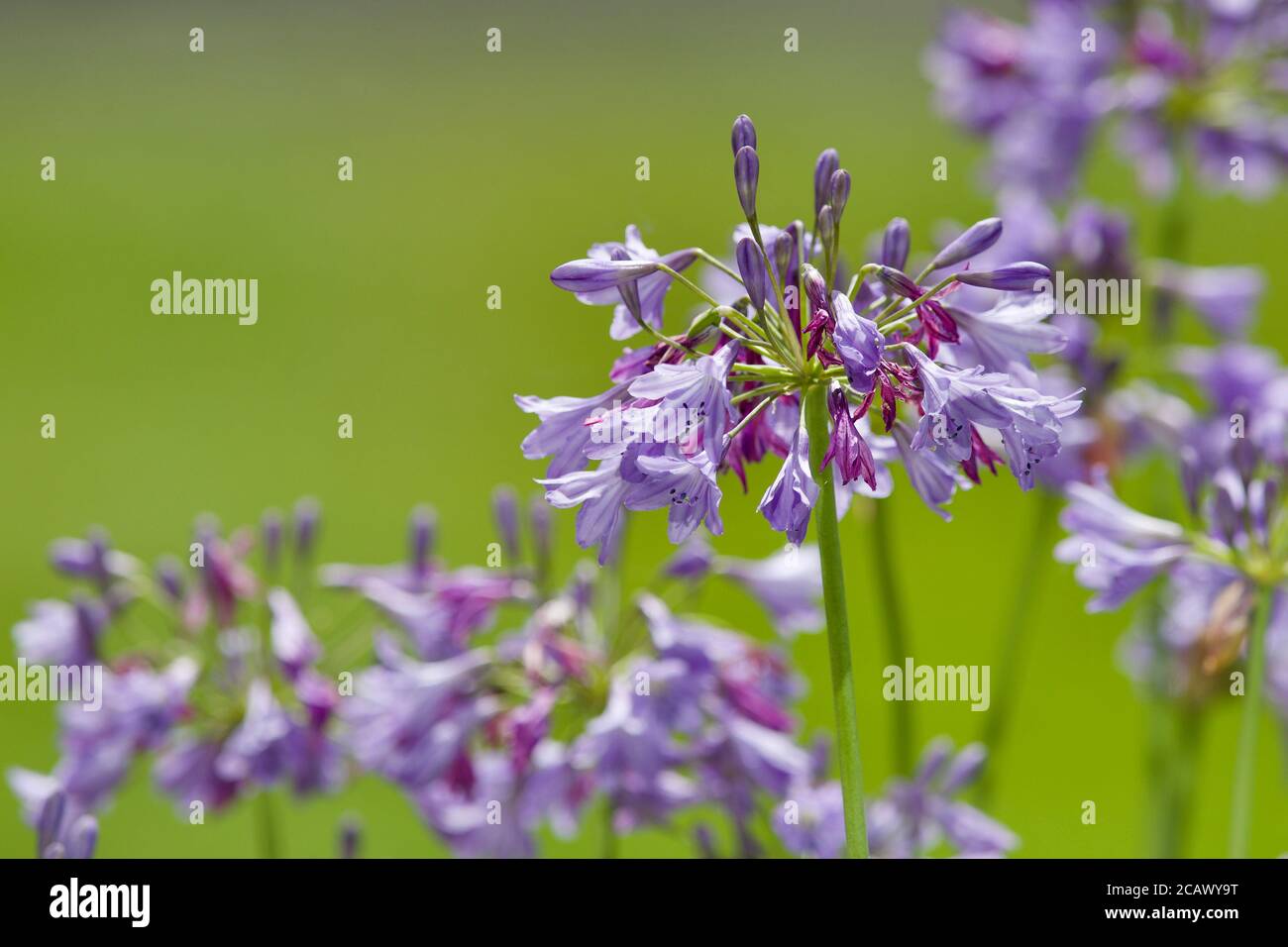Beautiful display of Agapanthus flowers Stock Photo