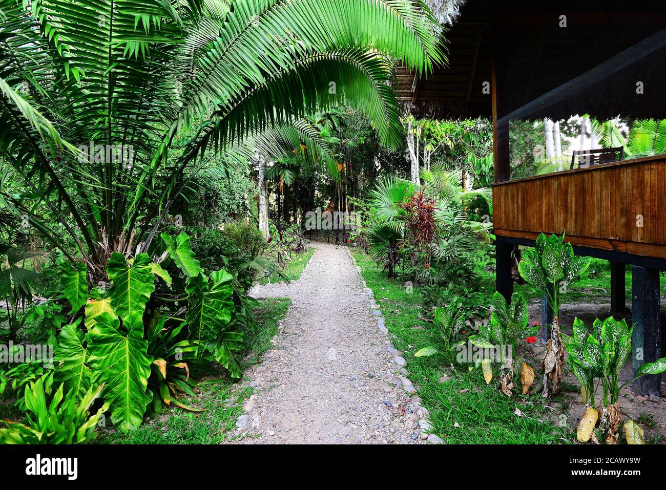 Tropical garden in the jungle of Peru. National Park Manu in Peru. Footpath in jungles of Amazon. Stock Photo