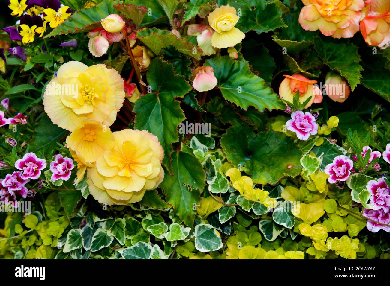 Summer display of beautiful Calibrachoa, Geraniums, Begonias and Creeping Jenny Stock Photo