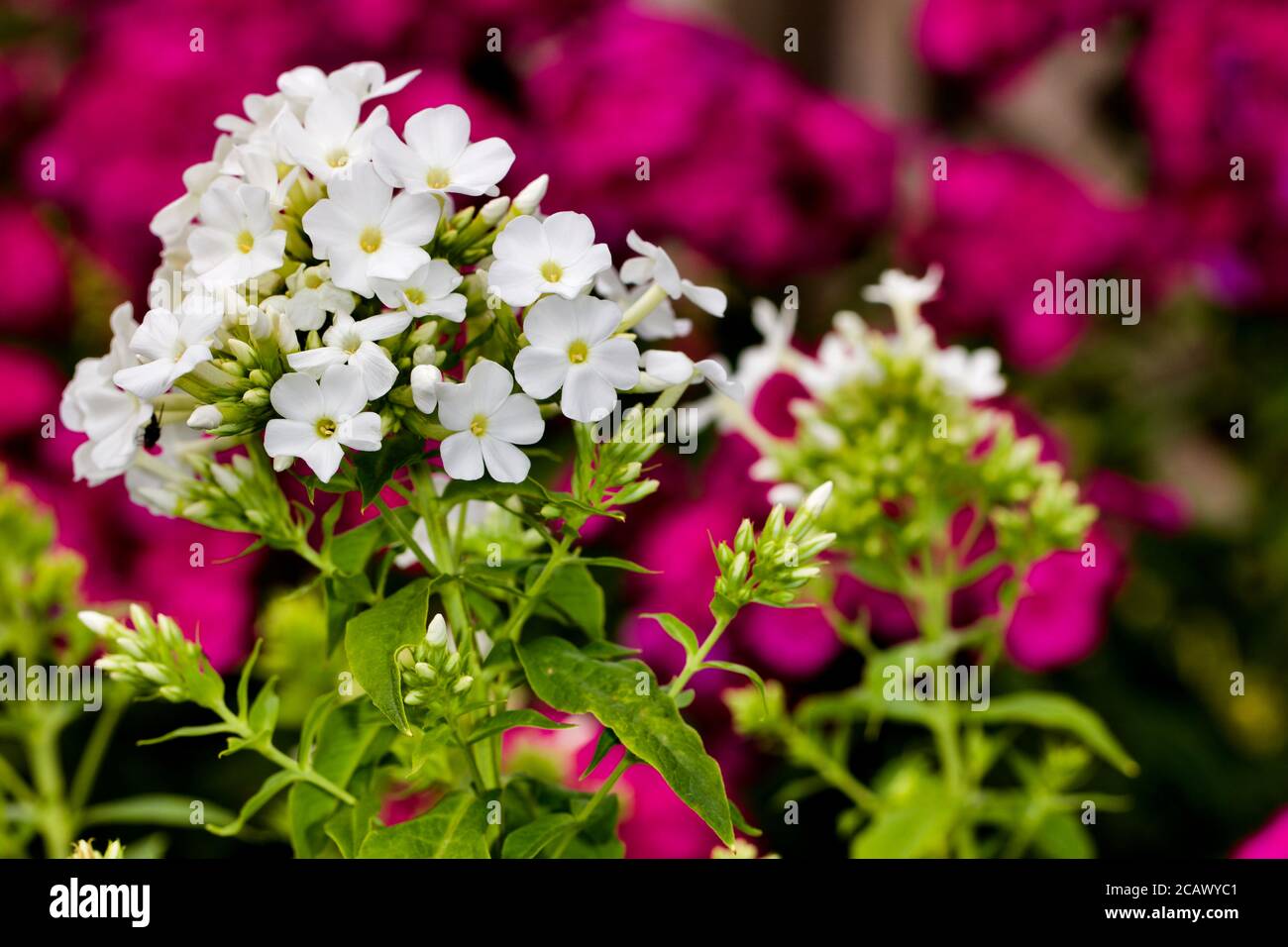 Phlox paniculata White Stock Photo