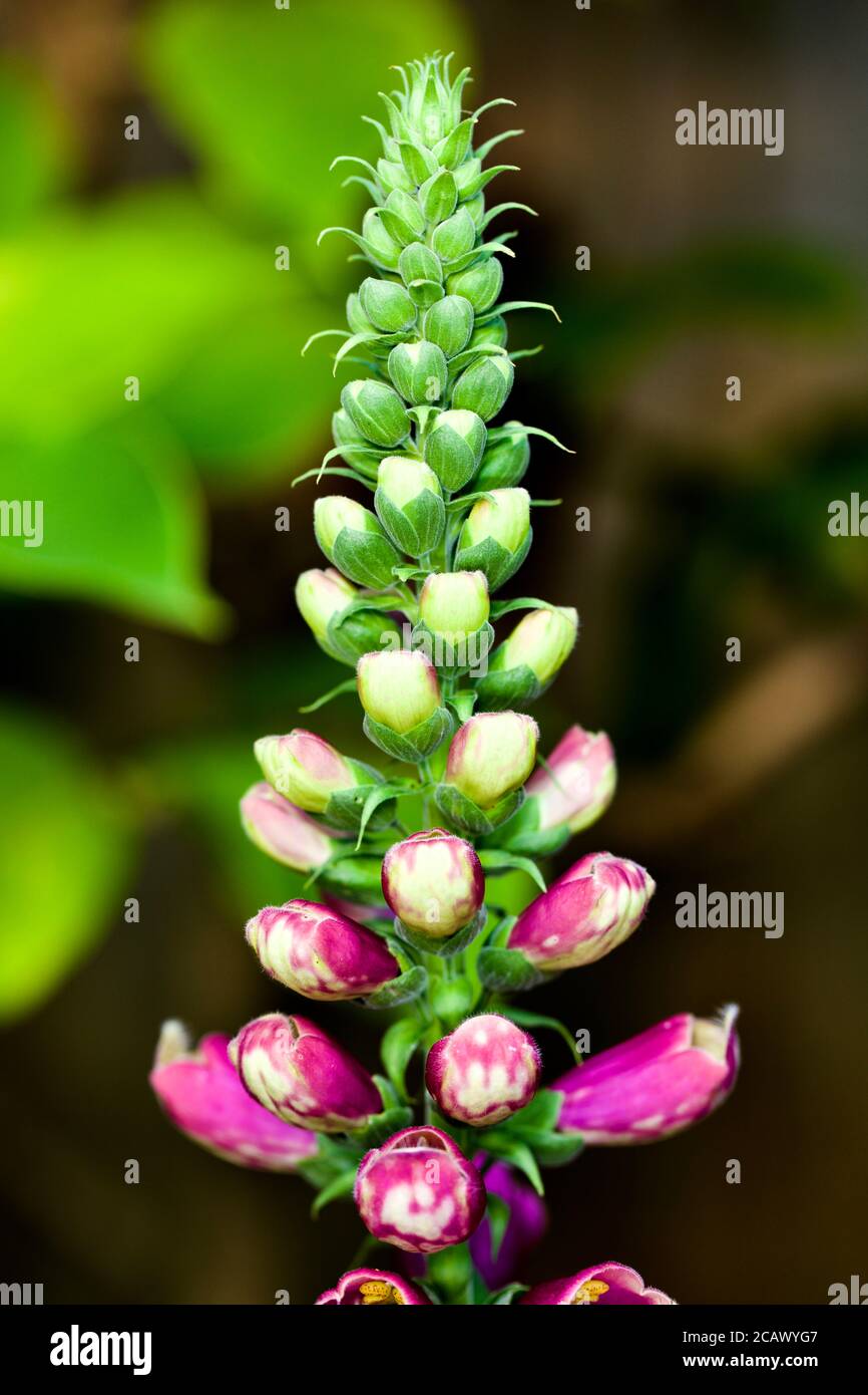 Digitalis purpurea (Foxglove) Stock Photo