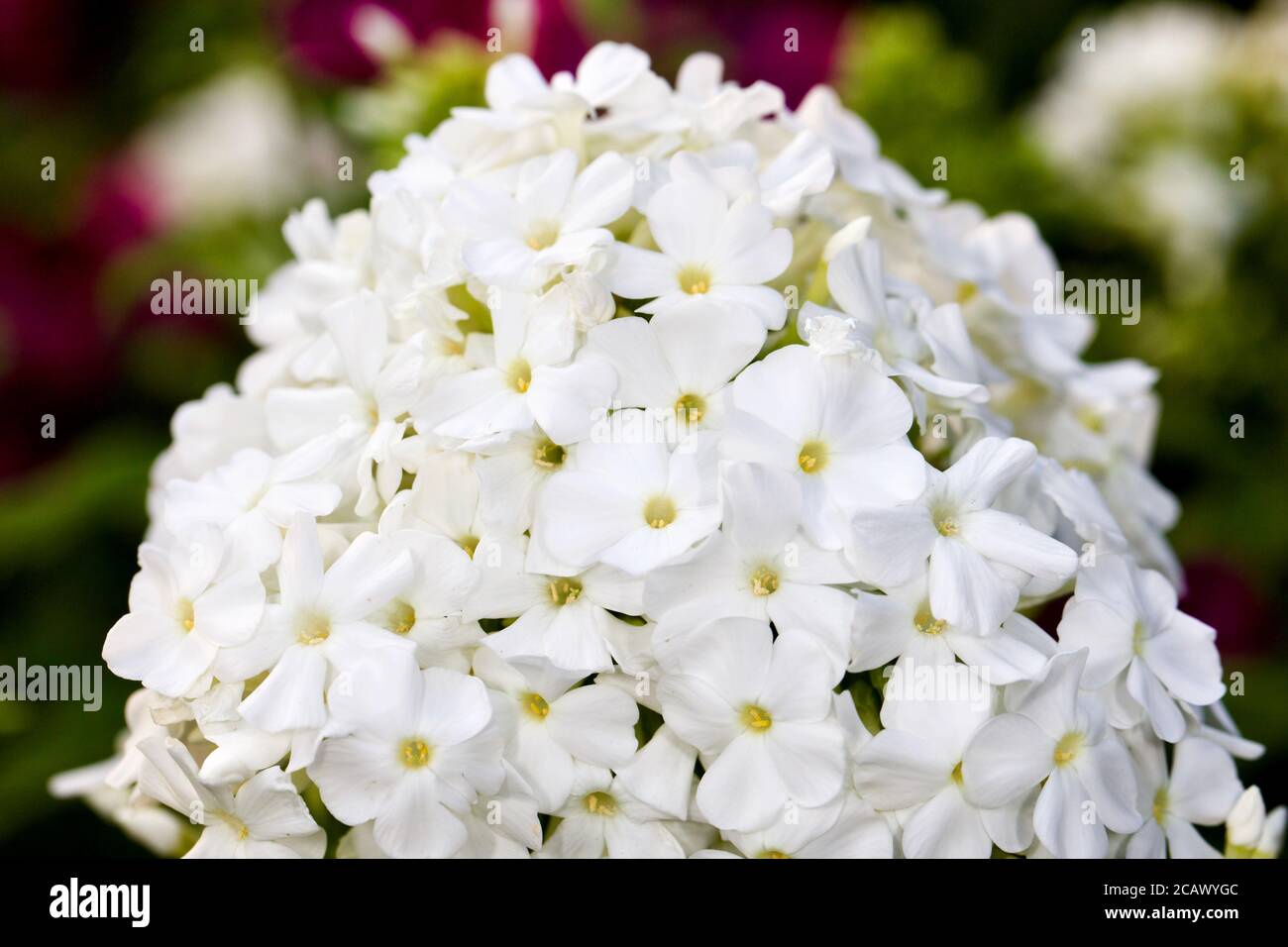 Phlox paniculata White Stock Photo