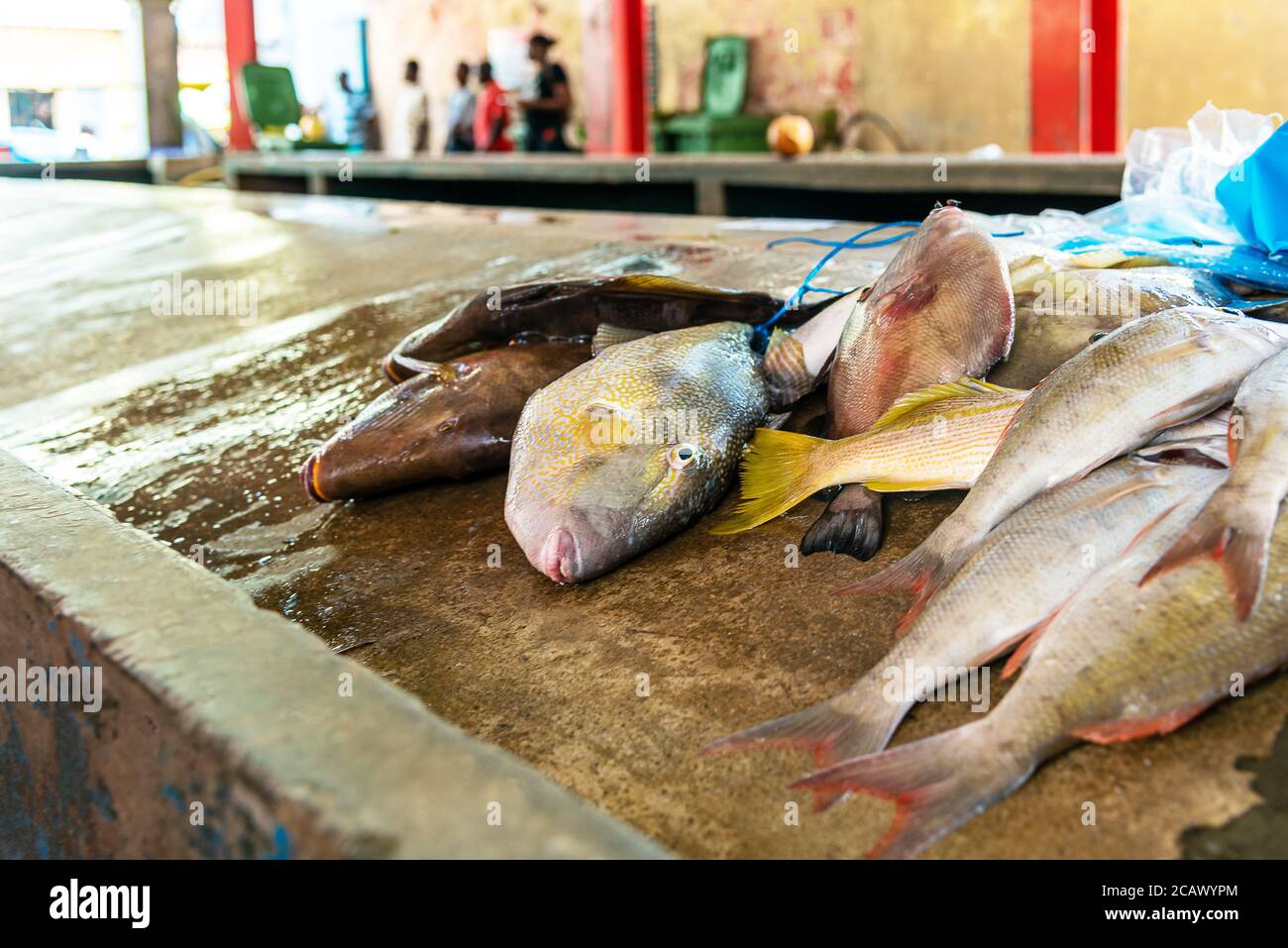 Freshly caught tropical fish selling in the Sir Selwyn Selwyn Clarke