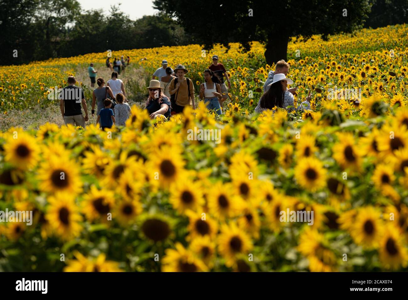 Visitors enjoy the warm weather at the sunflower fields at Becketts