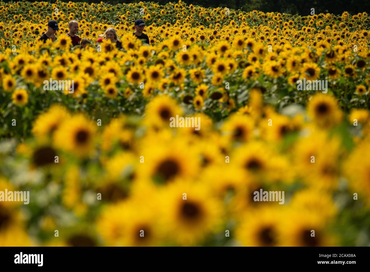 Visitors enjoy the warm weather at the sunflower fields at Becketts Farm, Birmingham. Stock Photo