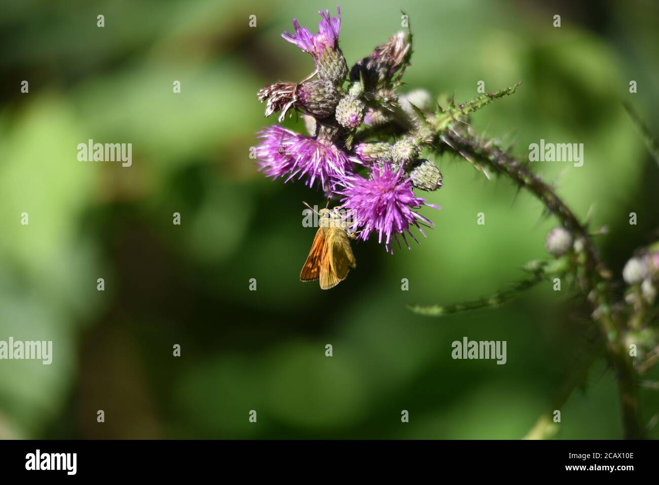 Large Skipper butterfly (oclades sylvanus) Stock Photo