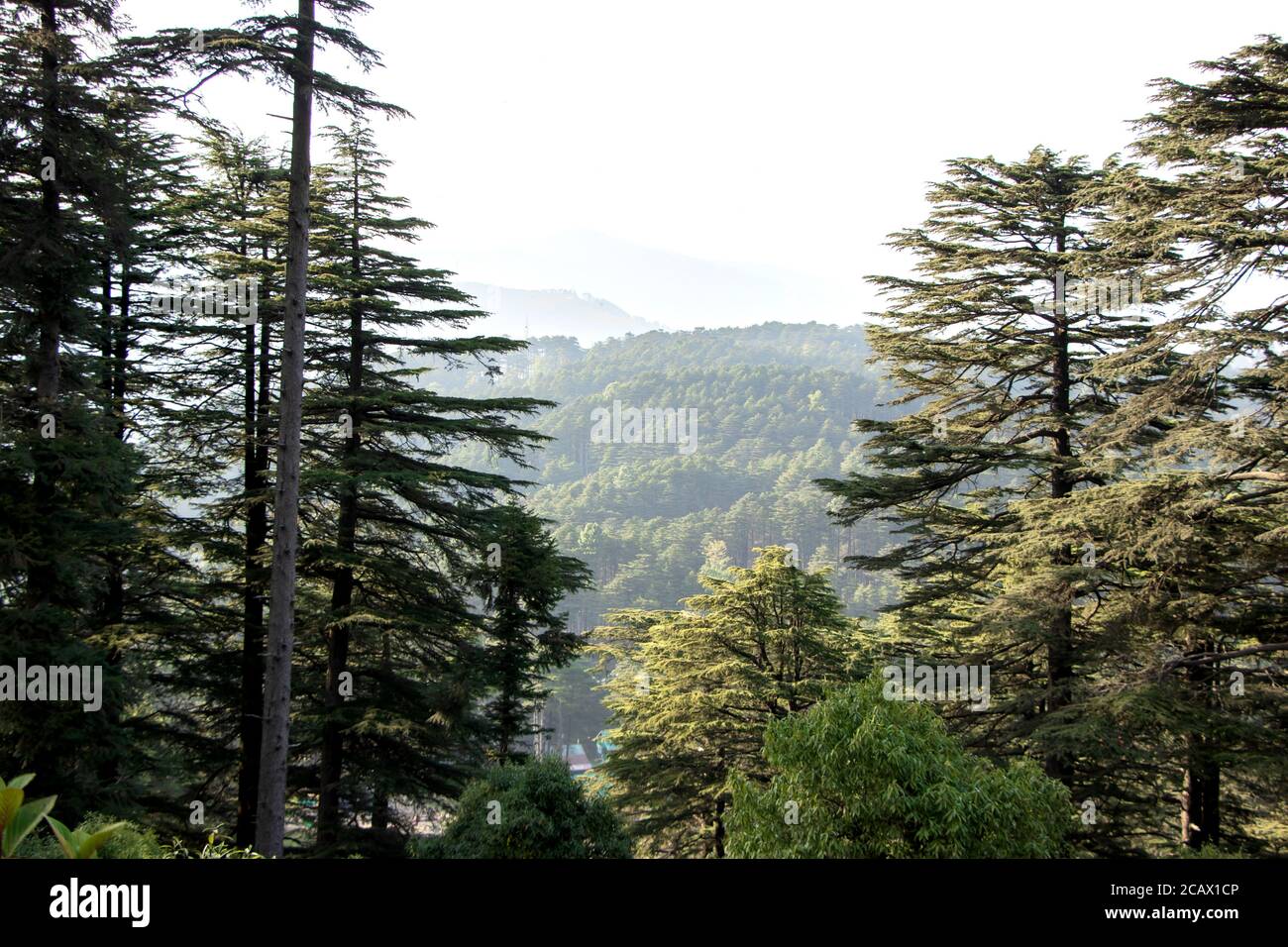 A Popular Indian hill station destination - Patnitop, jammu Stock Photo